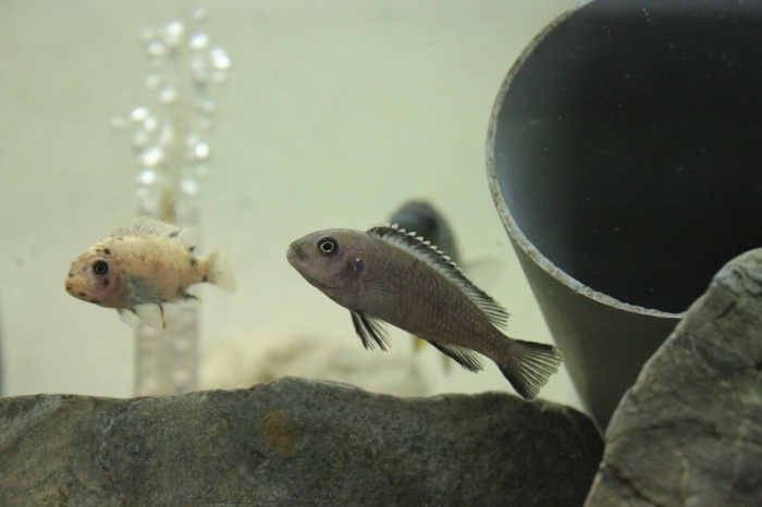 Pseudotropheus sp. 