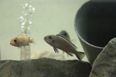 Pseudotropheus sp. 