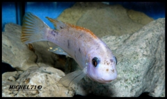 labeotropheus trewavasae Maleri (mâle O)