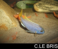 Pseudotropheus sp. "acei" Msuli Point (mâle)