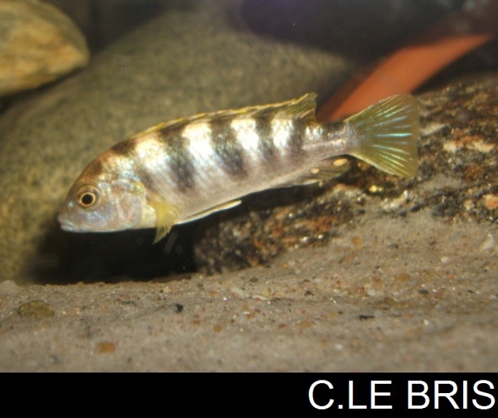 Labidochromis sp. 