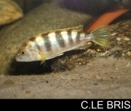 Labidochromis sp. 
