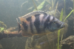 Placidochromis milomo 	Chinyankwazi (Male)