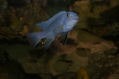Labeotropheus trewavasae Minos reef (Mâle)