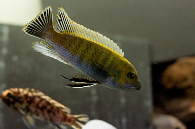 Labeotropheus trewavasae Masinje (Mâle)