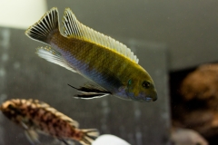 Labeotropheus trewavasae Masinje (Mâle)