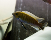 Labeotropheus trewavasae Masinje (Male)