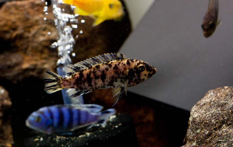 Labeotropheus trewavasae Masinje (Femelle)