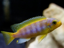 Maylandia aurora Mara Point (Male)