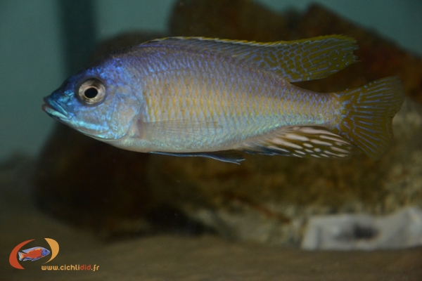 Mylochromis incola Nkanda (Mâle)