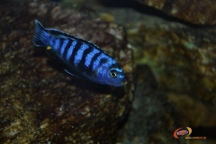 Chindongo saulosi Taiwan Reef (Mâle)