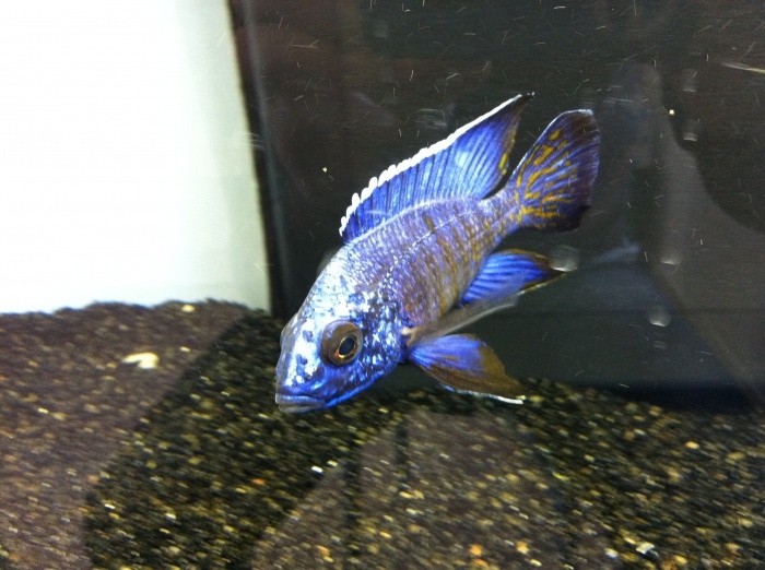 Aulonocara stuartgranti Chilumba(Mâle)
