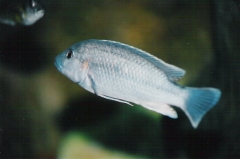 Melanochromis lepidiadaptes