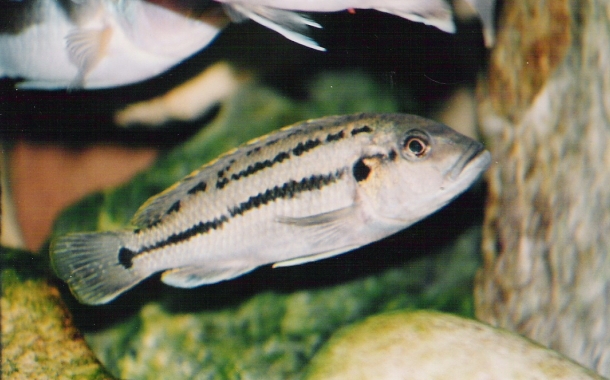 Melanochromis lepidiadaptes