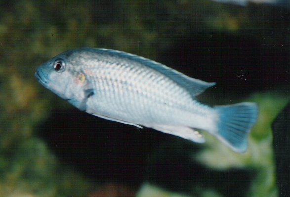 Melanochromis lepidiadaptes Makanjila Point