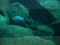 Labeotropheus fuelleborni Chiwi rocks (Male)