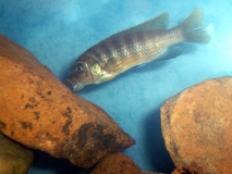 Maylandia sp. "zebra gold" Kakusa (femelle)