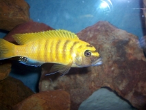 Maylandia sp. "zebra gold" Kakusa (Mâle)