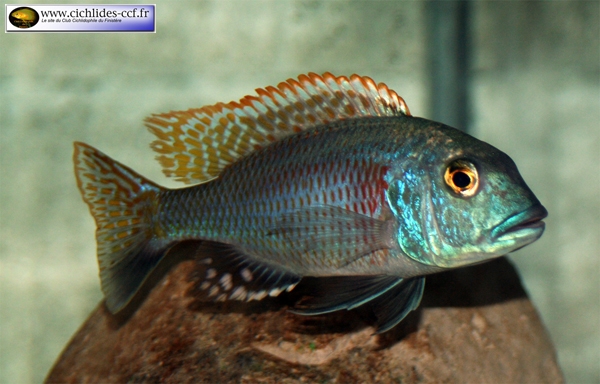 Buccochromis nototaenia (Mâle)