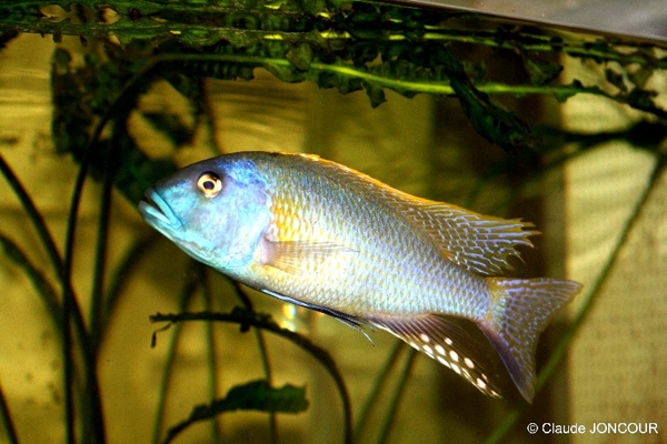 Buccochromis rhoadesii (Mâle)