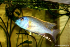 Buccochromis rhoadesii (Mâle)