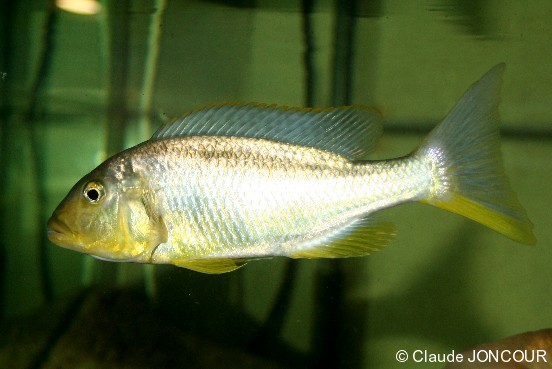 Buccochromis rhoadesii (Femelle)