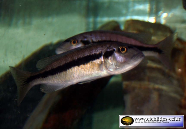Taeniochromis holonotaenia (Femelle)