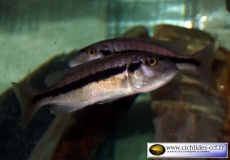 Taeniochromis holonotaenia (Femelle)