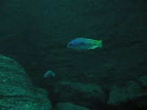 Otopharynx heterodon Chiwi rocks (Male)