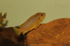 Maylandia sp.