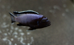 Maylandia sp.