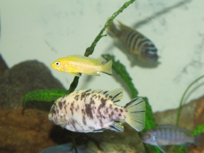Pseudotropheus sp. 