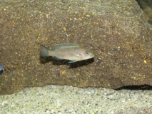 Pseudotropheus sp. 