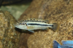 Melanochromis heterochromis Chinyankwazi (femelle)
