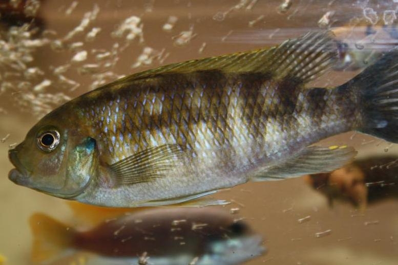 Petrotilapia xanthos Gallireya Reef (femelle)