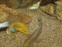 Petrotilapia xanthos Gallireya Reef (couple)