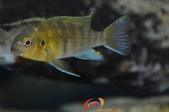 Tropheops tropheops Makokola reef  (Mâle BB)