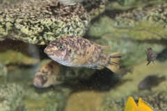 Labeotropheus trewavasae Chitande Island(Femelle OB)