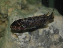Labeotropheus trewavasae Nkhata Bay (femelle)