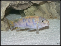 Maylandia zebra Jalo Reef (mâle MC)