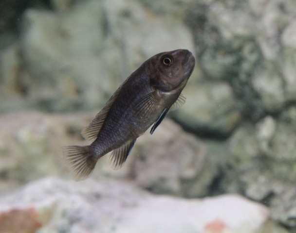 Pseudotropheus sp. 