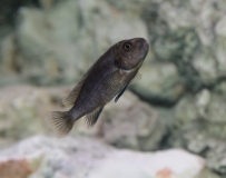 Pseudotropheus sp. "polit" Lion's cove (femelle)
