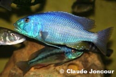 Aristochromis christyi (Mâle)