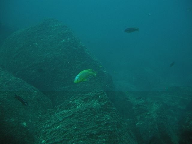Petrotilapia flaviventris Chiwi rocks (Male)