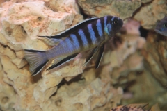 Cynotilapia sp. "elongatus chitimba" Chitimba (Mâle)