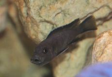 Cynotilapia sp. "elongatus chitimba" Chitimba (Femelle)