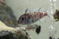 Maylandia zebra Manda (Femelle OB)