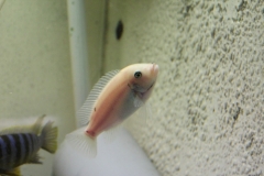 Maylandia zebra Manda (Femelle O)