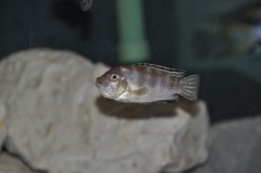 Maylandia sp.