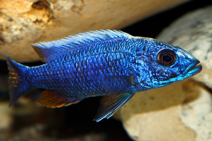 Sciaenochromis fryeri Likoma Island (mâle)